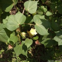 Gossypium hirsutum L.